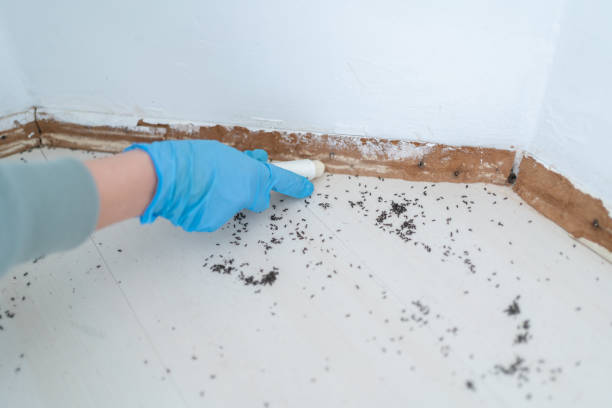 Best Termite Control Services  in Woodside, PA